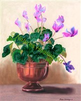 Cyclamen