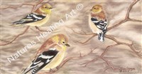 22. American Goldfinch (Winter Plummage), PEI Canada.jpg $250.00 framed 10