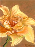 Orange Lily